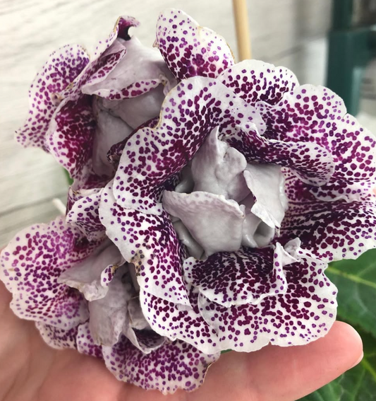 Gloxinia " Chocolate Lover " 5 Seeds