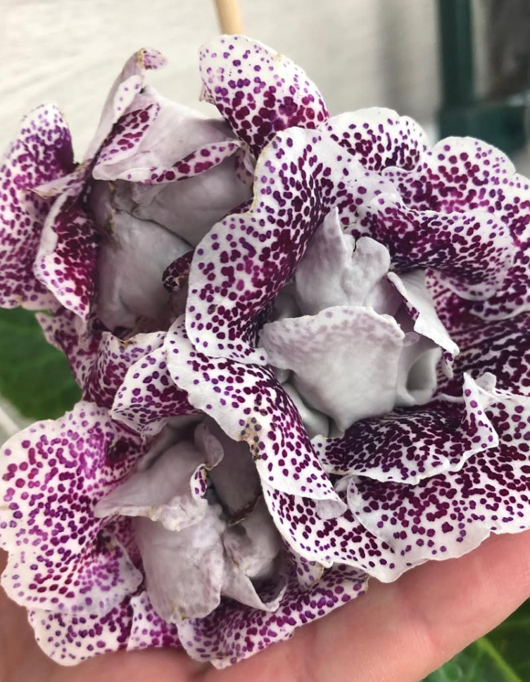Gloxinia " Chocolate Lover " 5 Seeds
