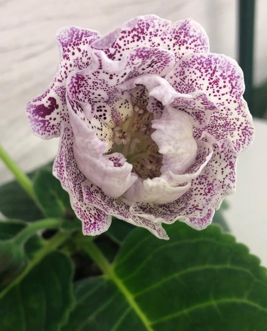 Gloxinia " Imperial porcelain " 5 Seeds