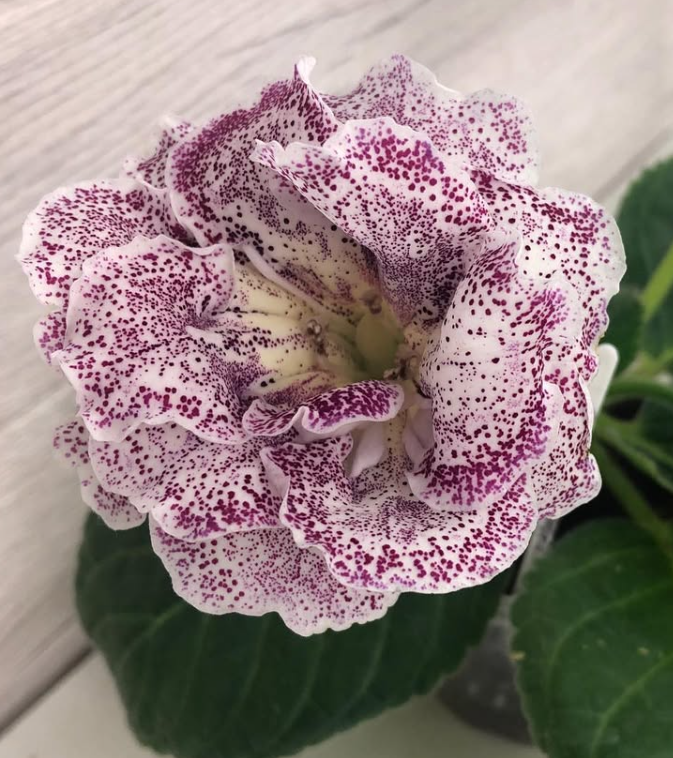 Gloxinia " Imperial porcelain " 5 Seeds