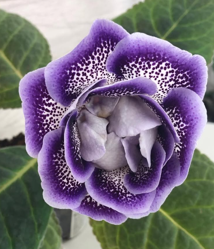 Gloxinia " Sailor " 5 Seeds