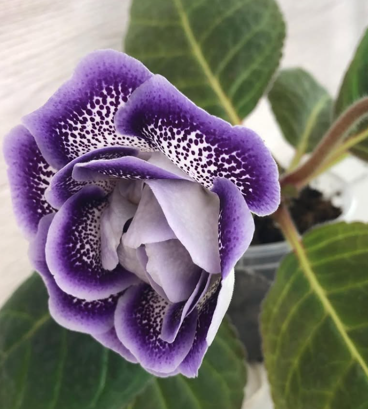 Gloxinia " Sailor " 5 Seeds
