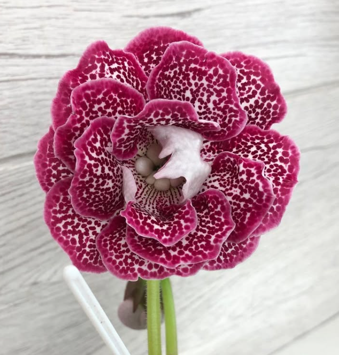 Gloxinia " Rapunzel " 5 Seeds