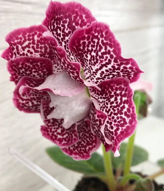 Gloxinia " Rapunzel " 5 Seeds