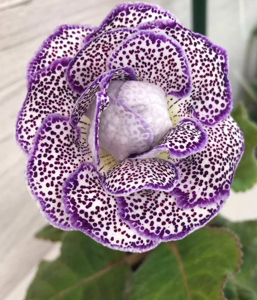 Gloxinia " Gin " 5 Seeds