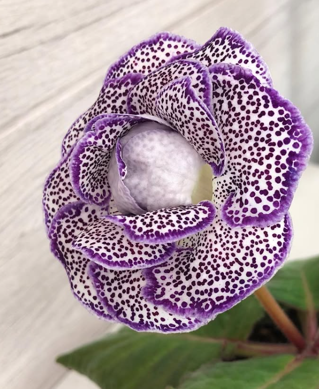 Gloxinia " Gin " 5 Seeds