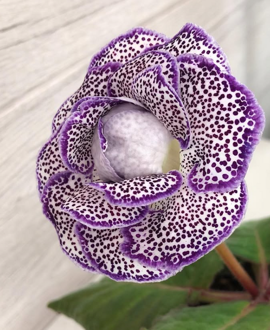 Gloxinia " Gin " 5 Seeds