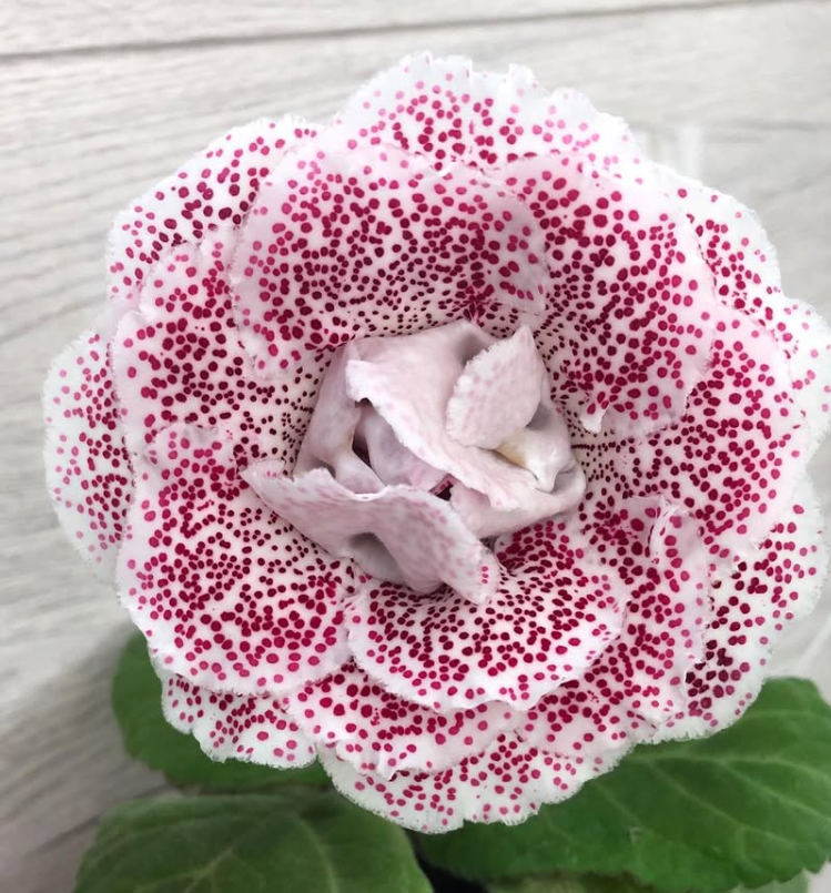 Gloxinia " Daryushka " 5 Seeds