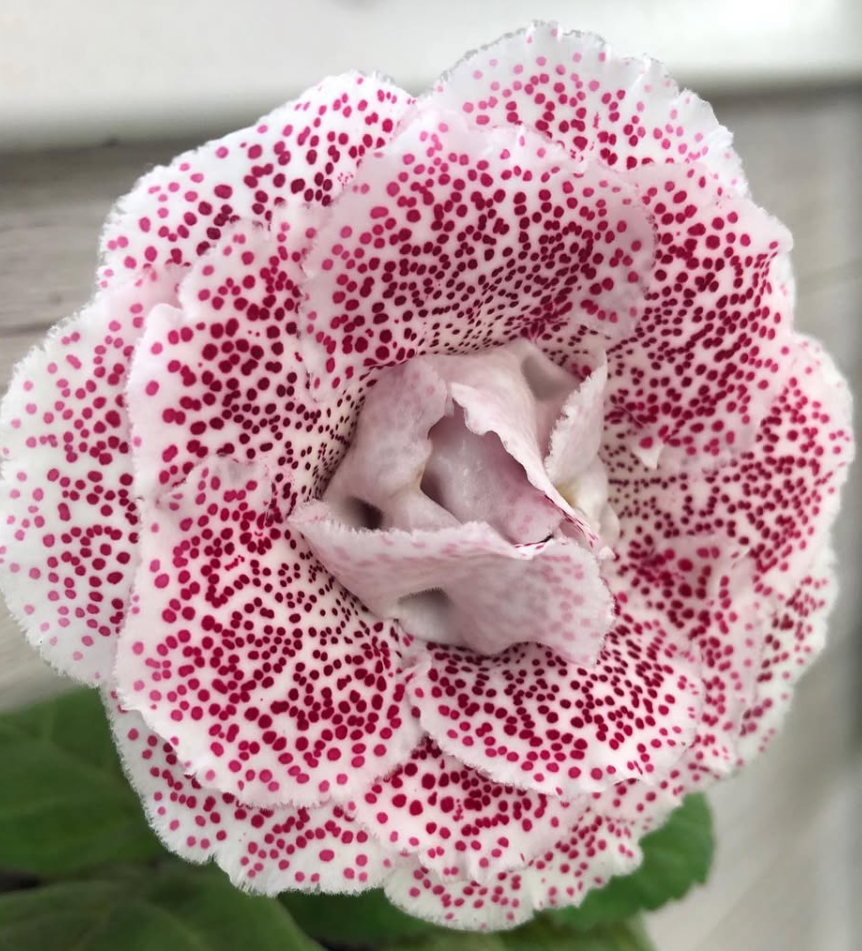 Gloxinia " Daryushka " 5 Seeds