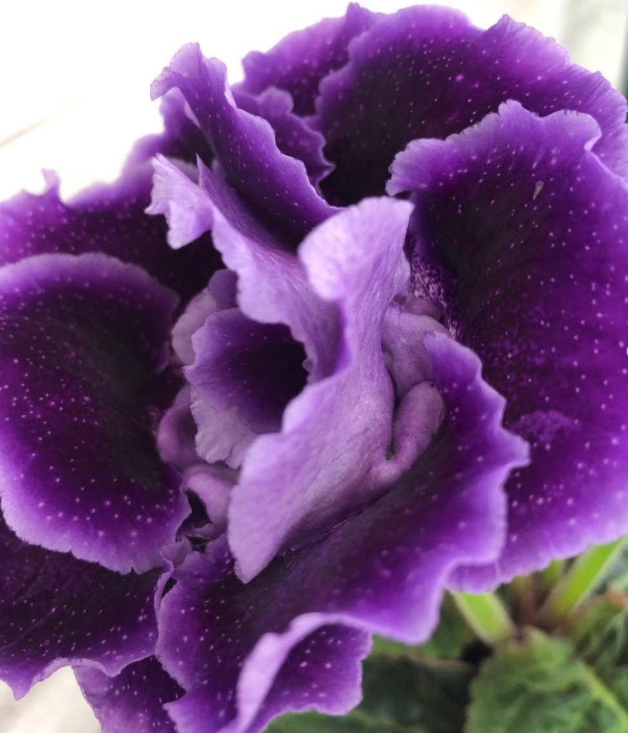 Gloxinia " Starry Night " 5 Seeds