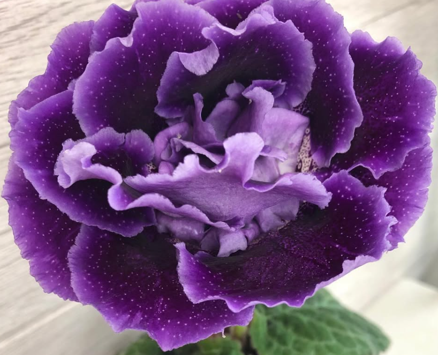 Gloxinia " Starry Night " 5 Seeds