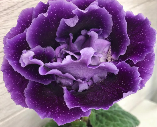 Gloxinia " Starry Night " 5 Seeds