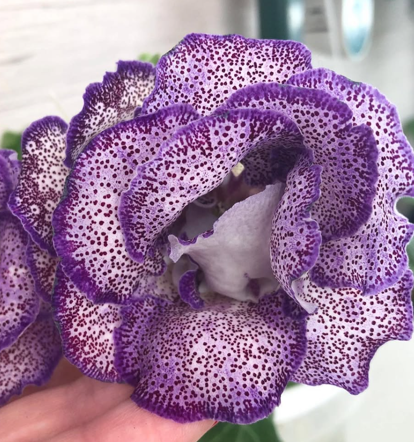 Gloxinia " Furore " 5 Seeds
