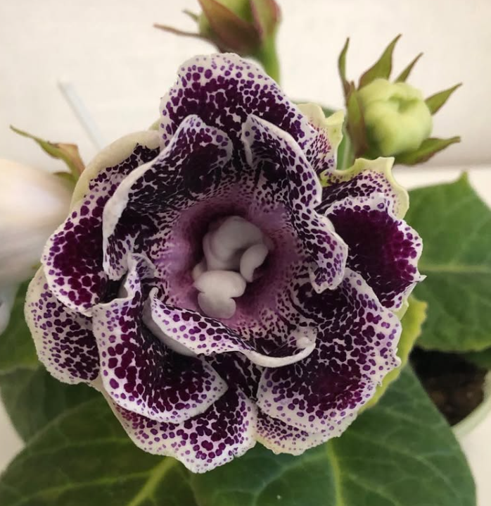 Gloxinia " Captain Nemo " 5 Seeds