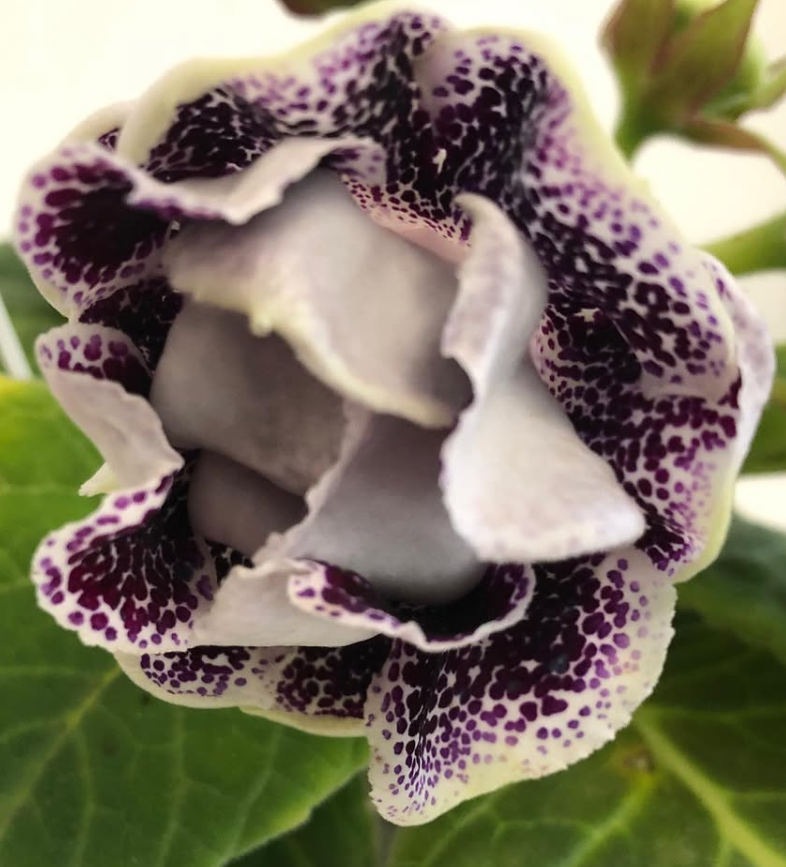 Gloxinia " Captain Nemo " 5 Seeds