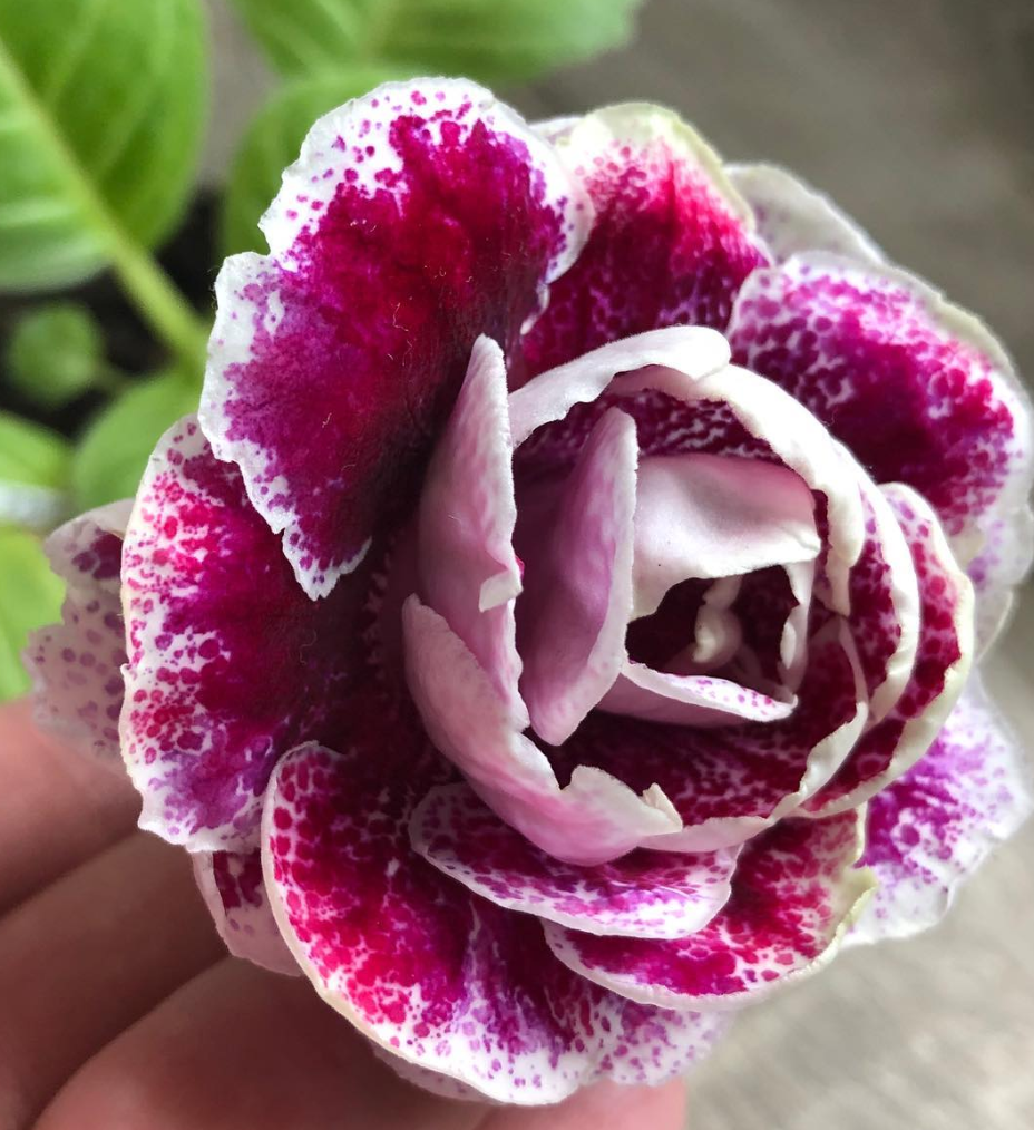 Gloxinia " Frosted Cranberry " 5 Seeds