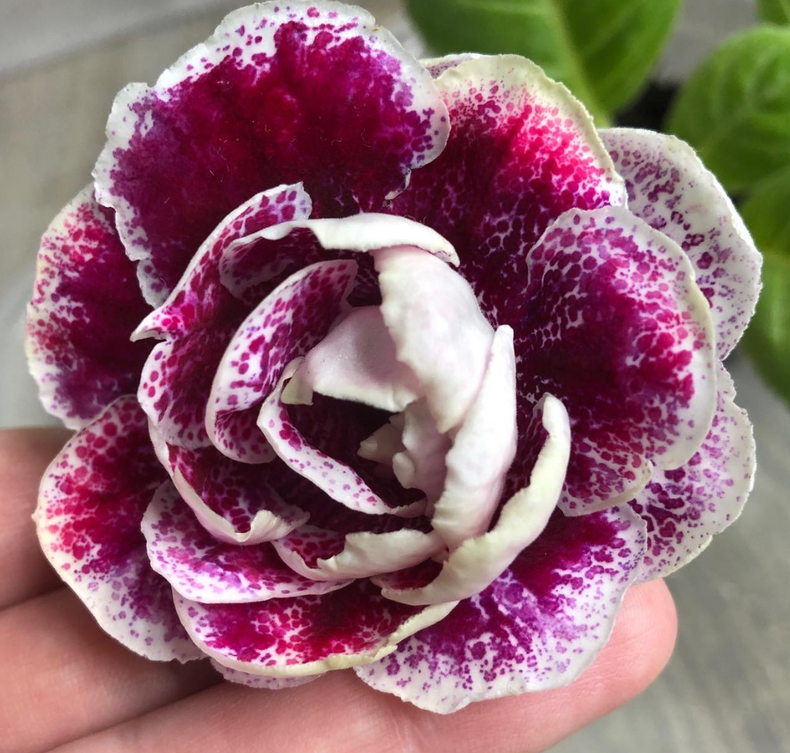 Gloxinia " Frosted Cranberry " 5 Seeds