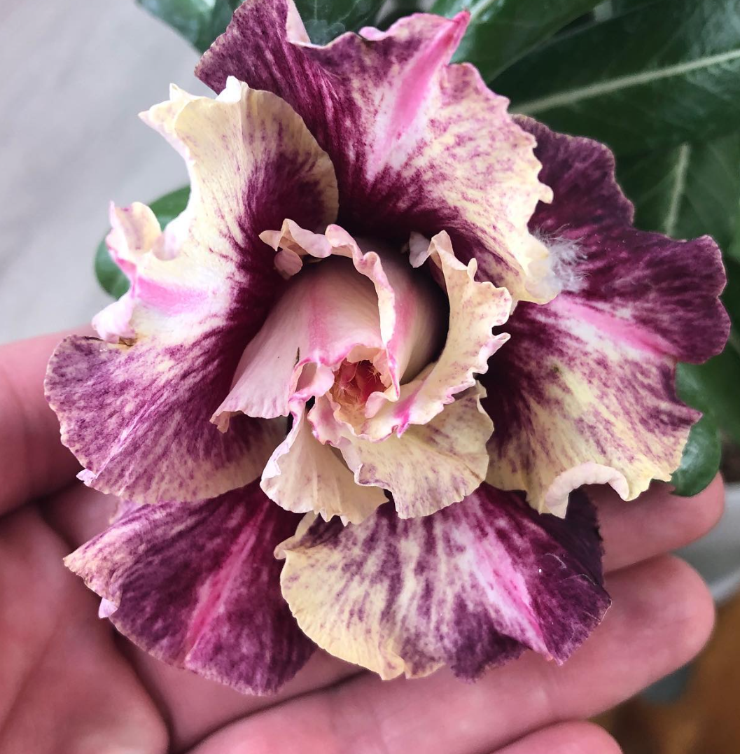 Adenium Musela 6 Seeds