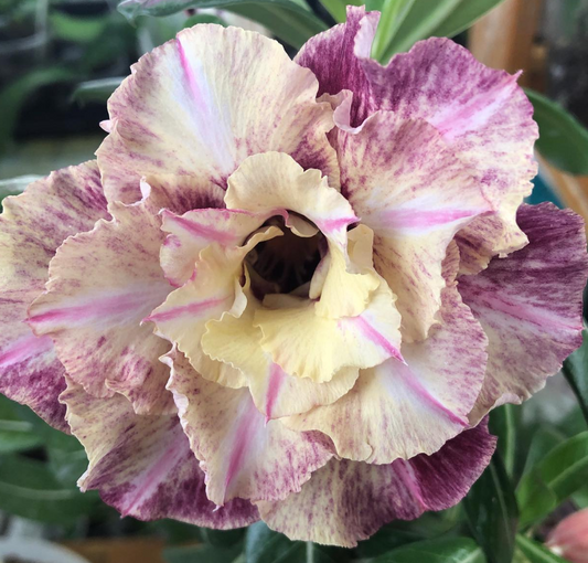 Adenium Musela 6 Seeds