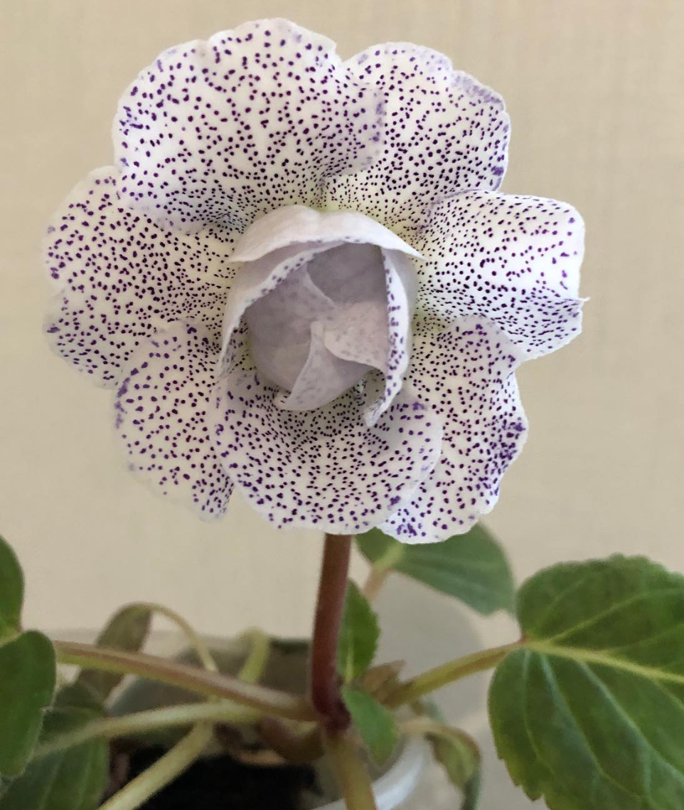 Gloxinia " Spotted Clouds " 5 Seeds