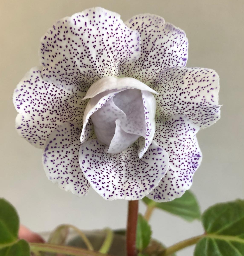 Gloxinia " Spotted Clouds " 5 Seeds
