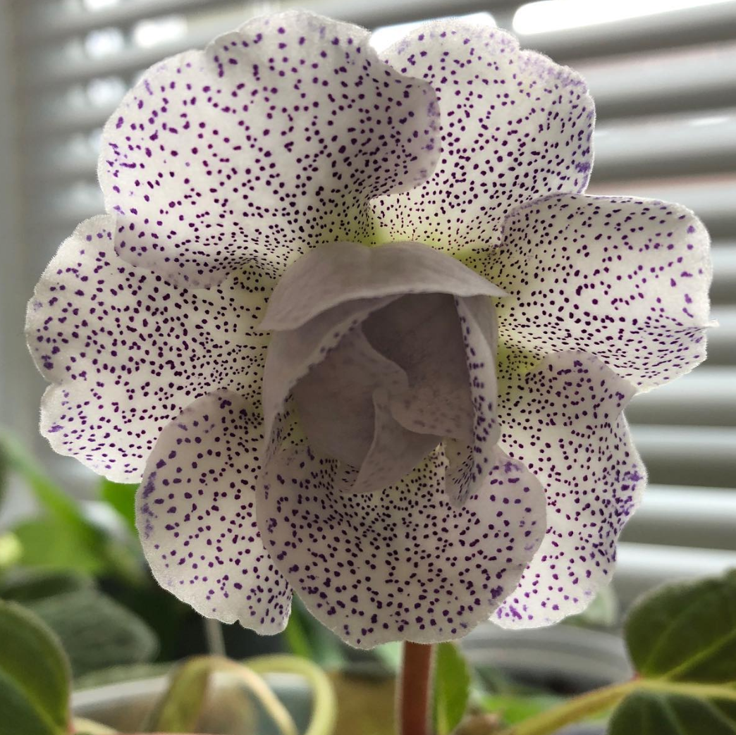 Gloxinia " Spotted Clouds " 5 Seeds