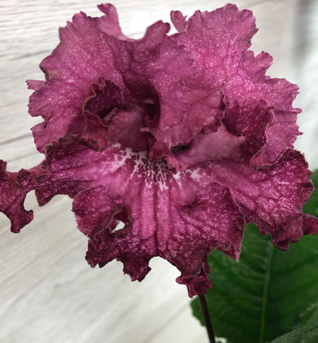 Streptocarpus " Eternity " 55 Seeds