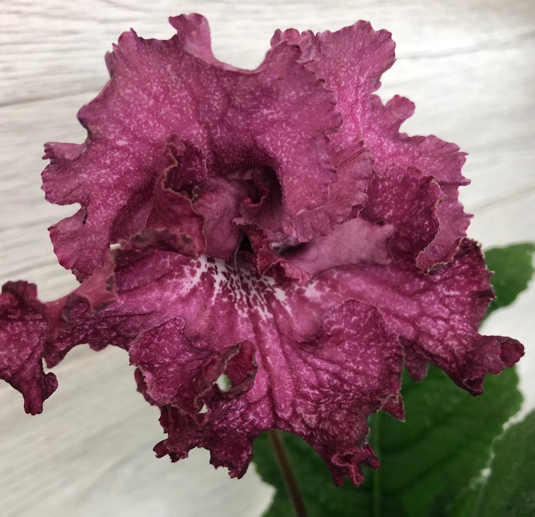 Streptocarpus " Eternity " 55 Seeds