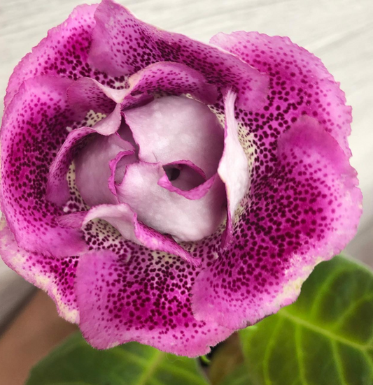Gloxinia " Sweet Love " 5 Seeds