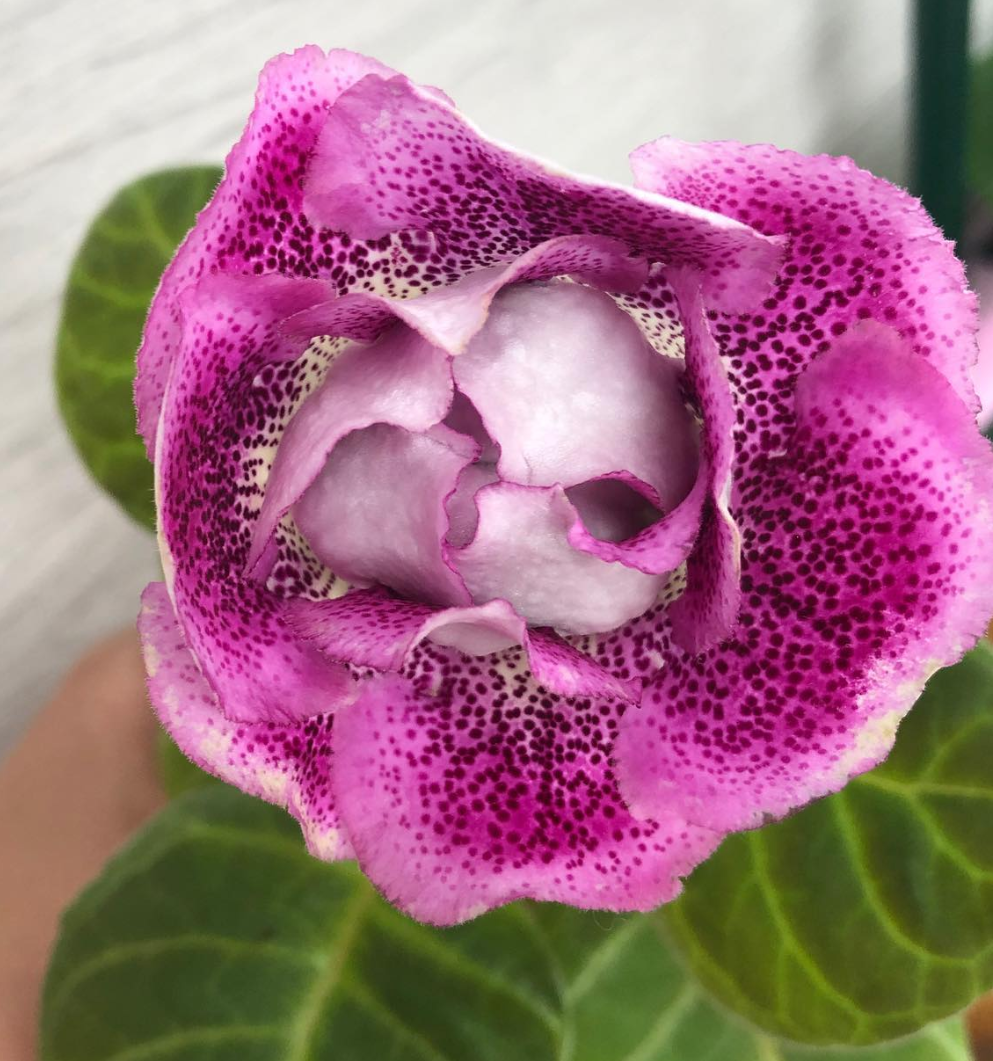 Gloxinia " Sweet Love " 5 Seeds
