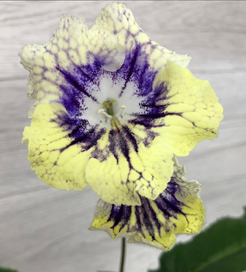 Streptocarpus " Amber Room " 55 Seeds