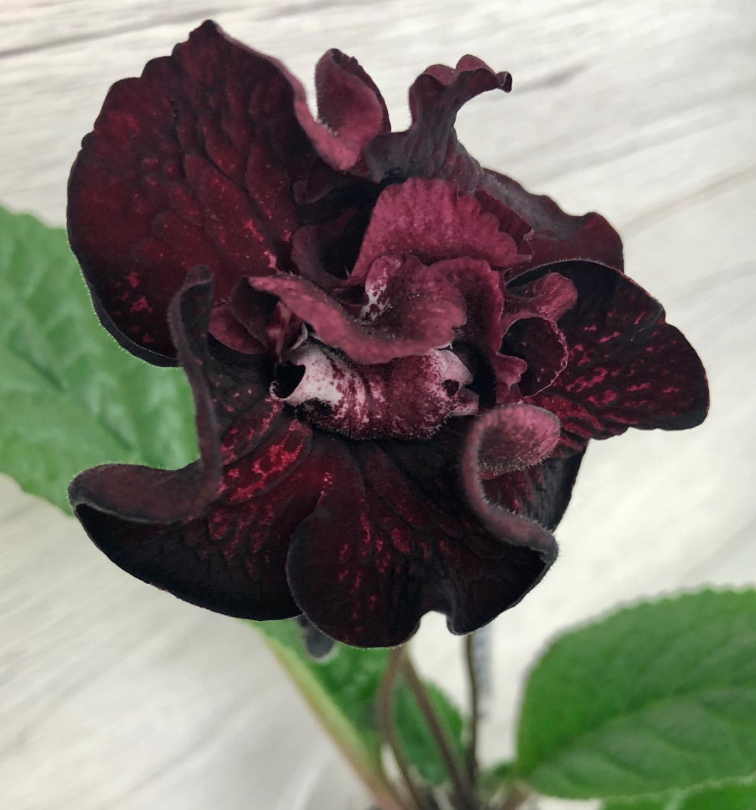 Streptocarpus " Samsara " 55 Seeds