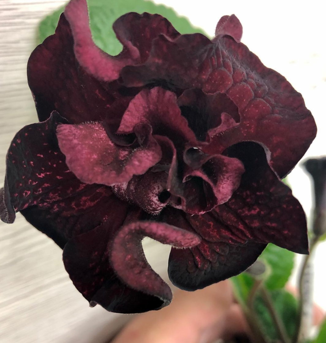 Streptocarpus " Samsara " 55 Seeds