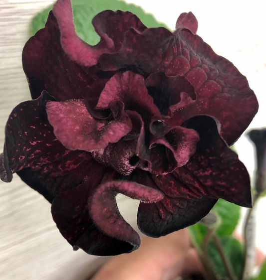 Streptocarpus " Samsara " 55 Seeds