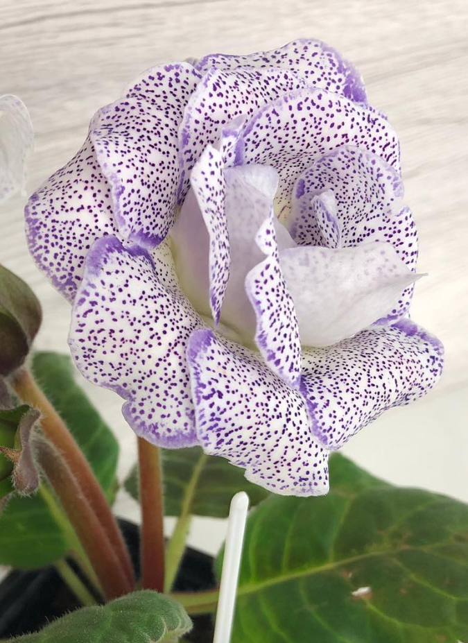 Gloxinia " Blue Linen " 5 Seeds