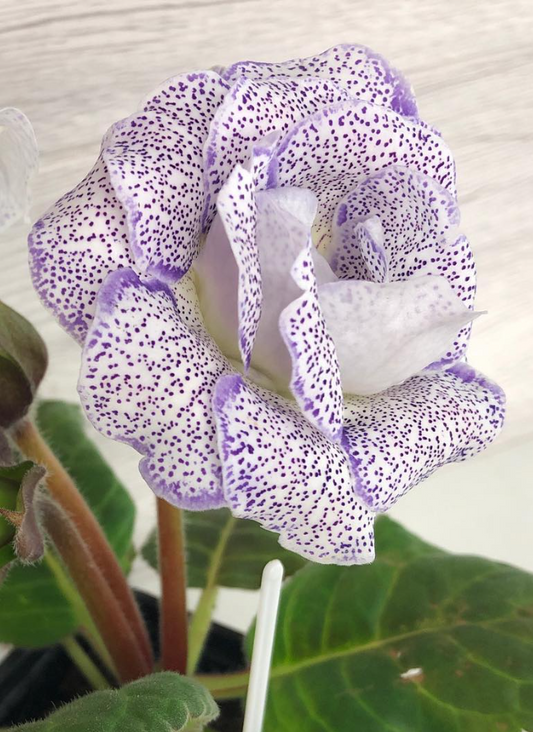 Gloxinia " Blue Linen " 5 Seeds