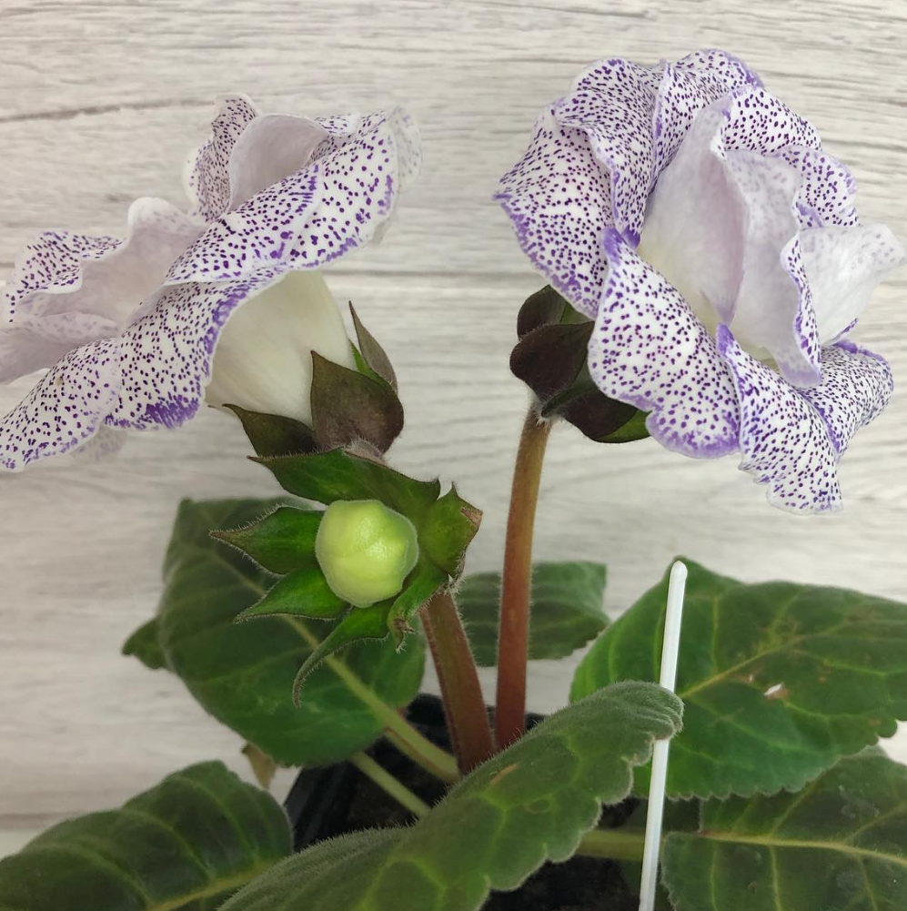 Gloxinia " Blue Linen " 5 Seeds