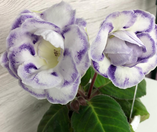 Gloxinia " Blue Moon " 5 Seeds