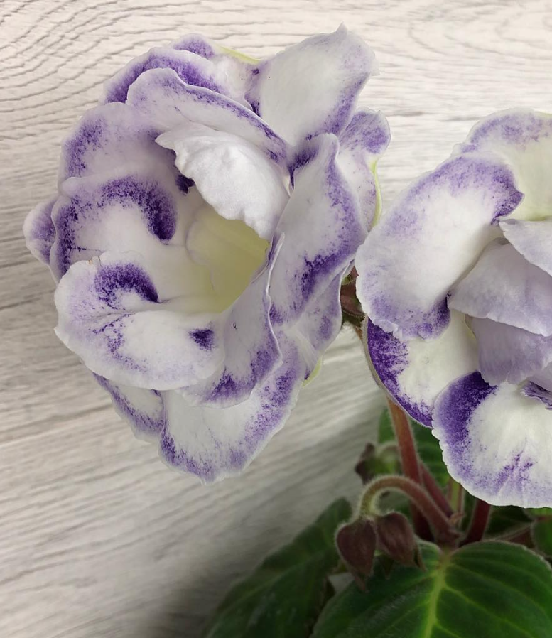 Gloxinia " Blue Moon " 5 Seeds