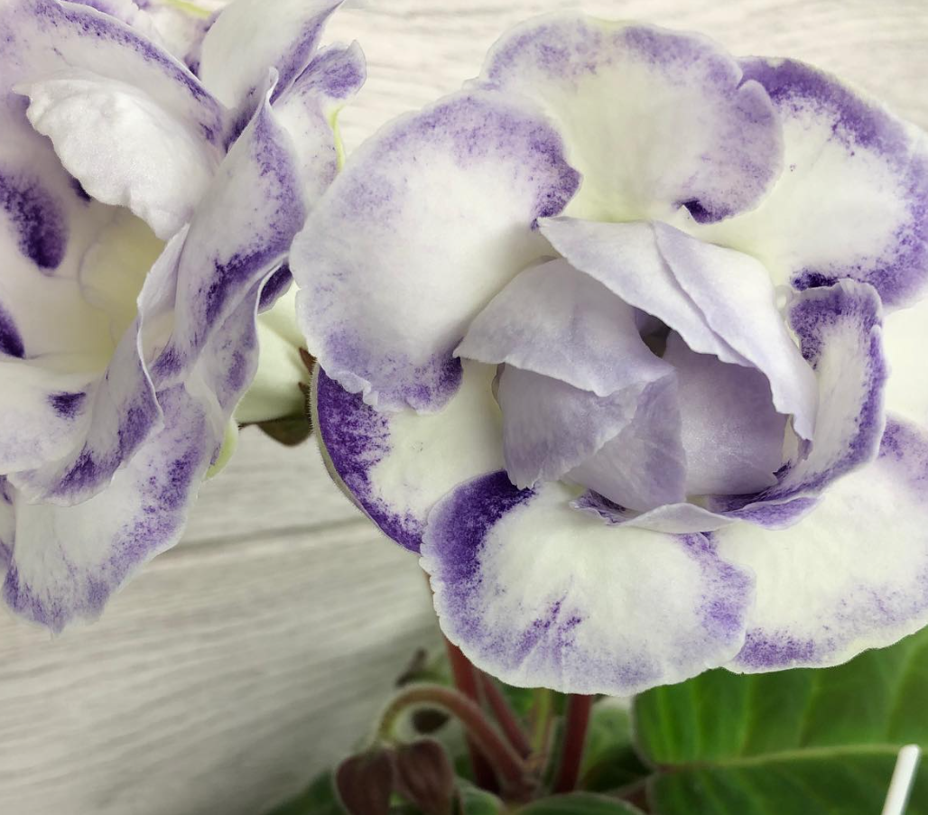 Gloxinia " Blue Moon " 5 Seeds