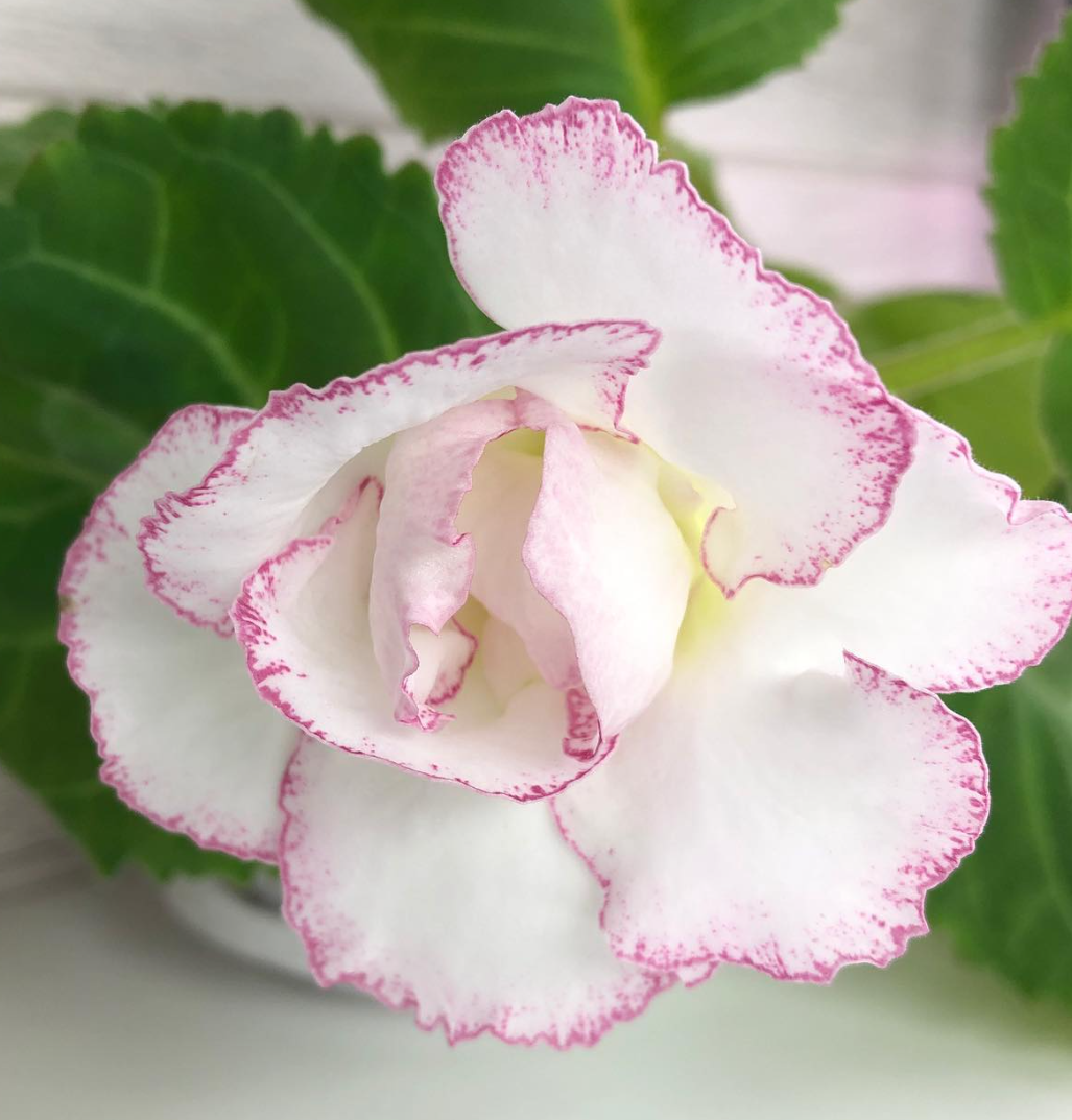 Gloxinia " Sunny " 5 Seeds