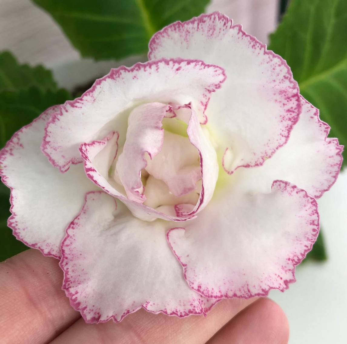 Gloxinia " Sunny " 5 Seeds