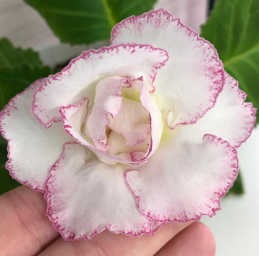 Gloxinia " Sunny " 5 Seeds