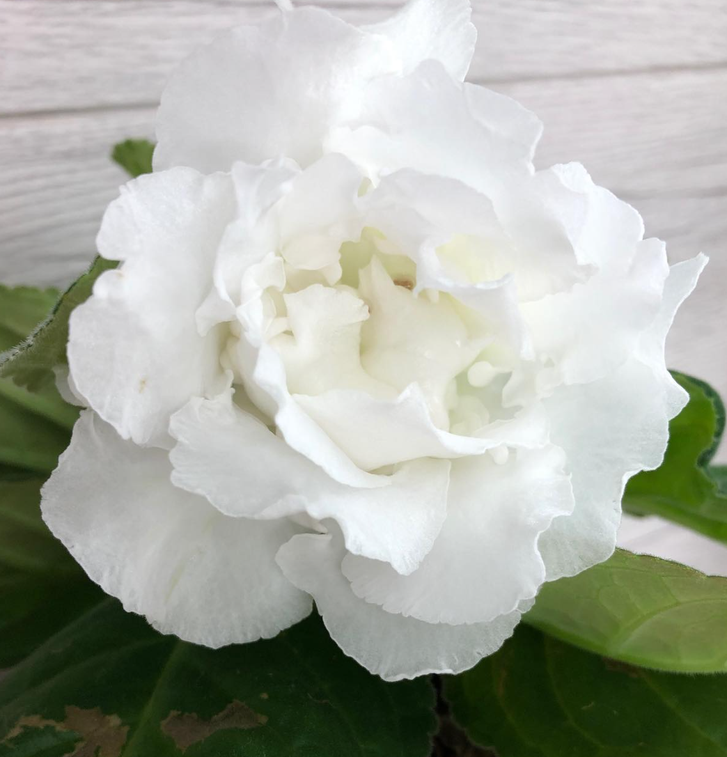 Gloxinia " Snow White " 5 Seeds