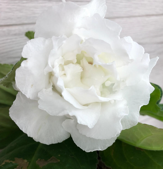 Gloxinia " Snow White " 5 Seeds