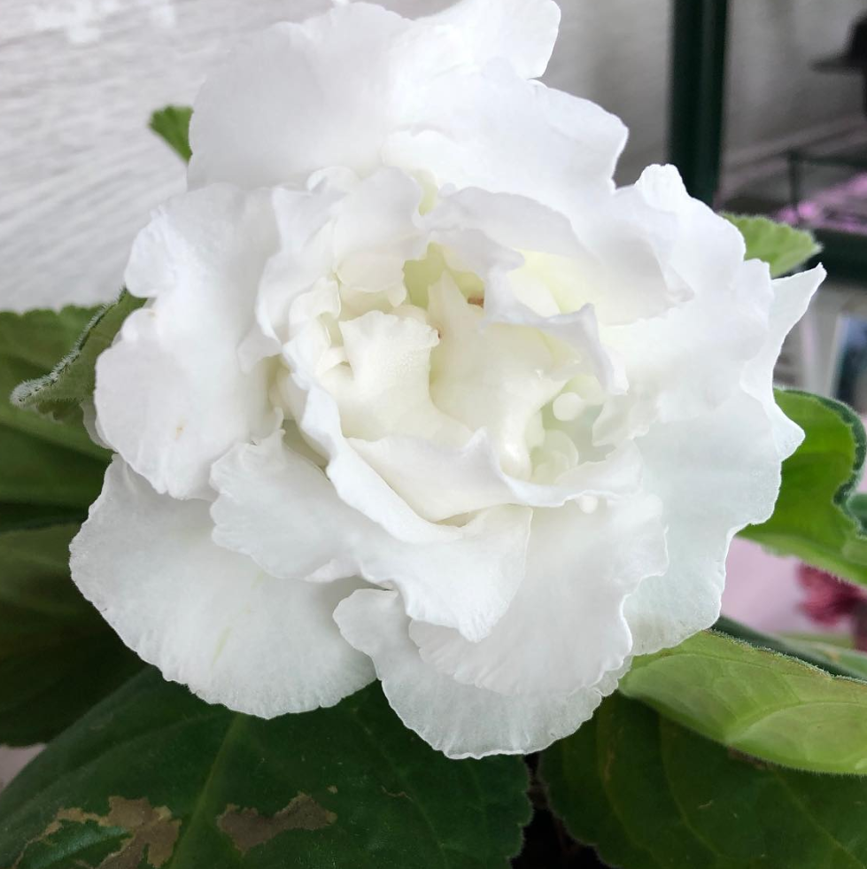 Gloxinia " Snow White " 5 Seeds
