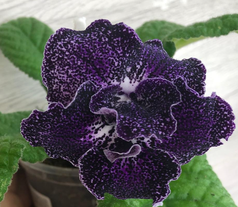 Streptocarpus " Tip of the day " 55 Seeds
