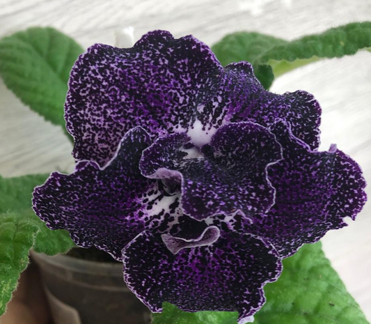 Streptocarpus " Tip of the day " 55 Seeds