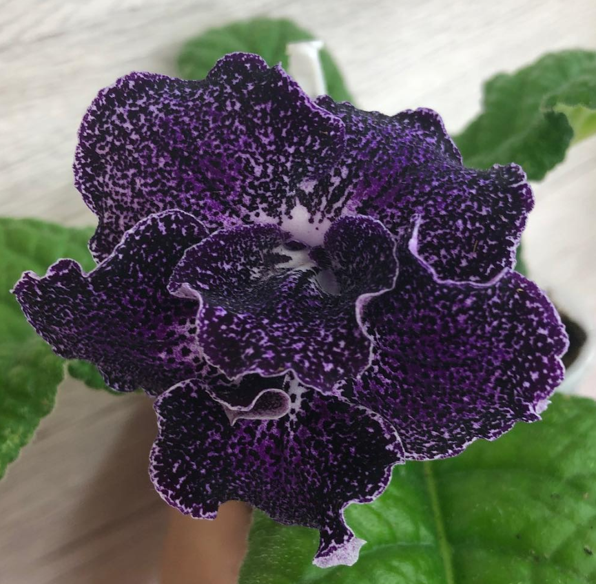 Streptocarpus " Tip of the day " 55 Seeds