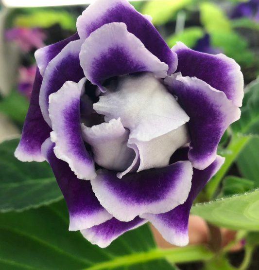 Gloxinia " Runes " 5 Seeds